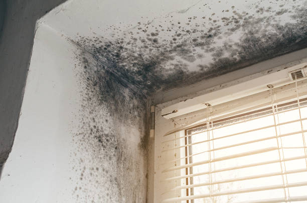 Affordable Mold Remediation solutions in Port Jefferson Station, NY